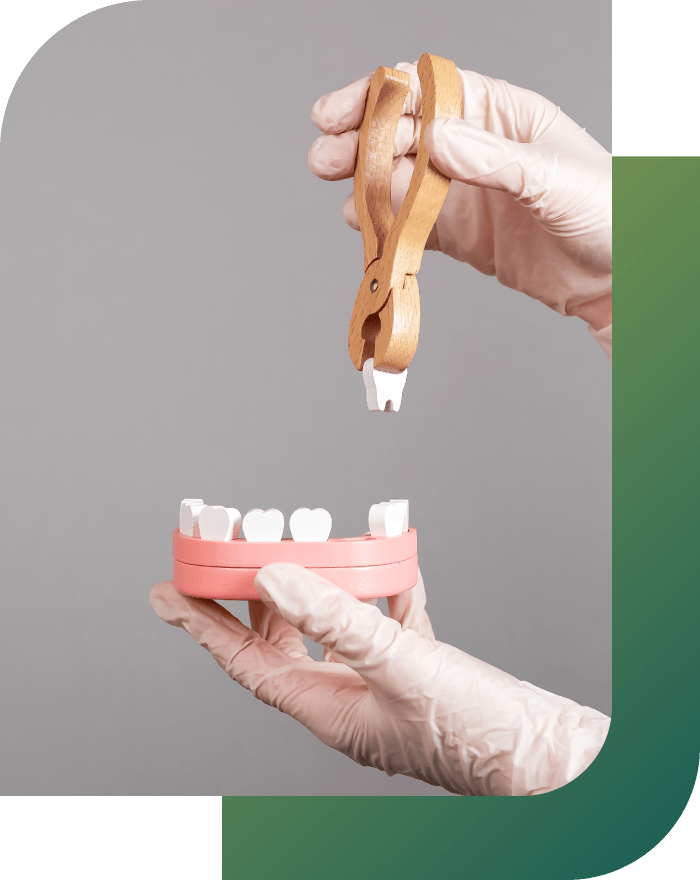 A dentist performing a tooth extraction on a dental model.