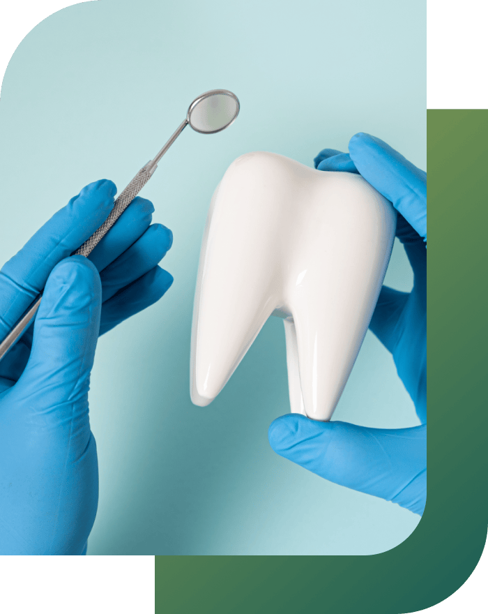 A tooth model being shown in a dental mirror.