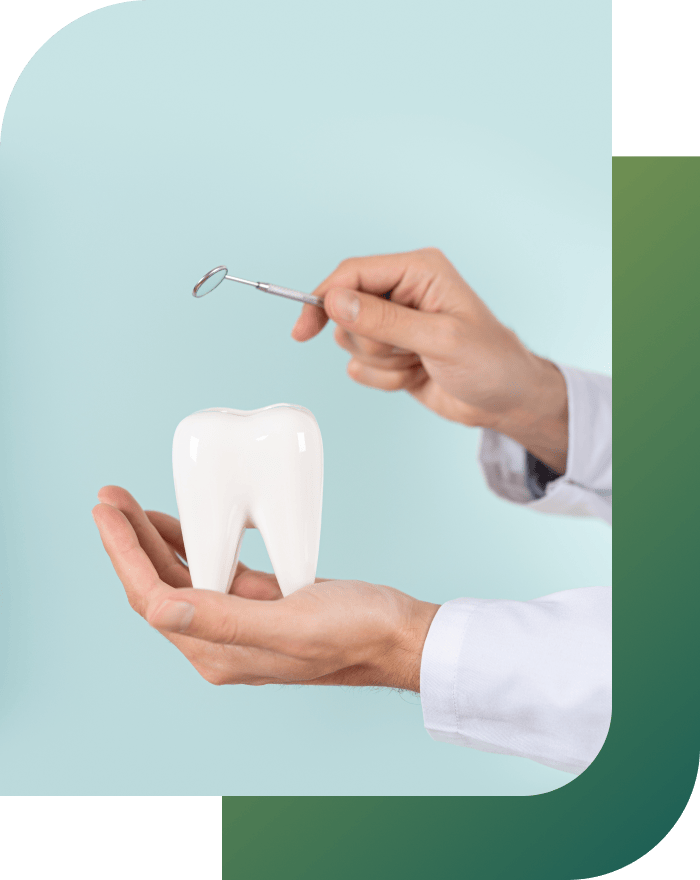 Dentist holding a healthy tooth model, demonstrating precision dentistry.